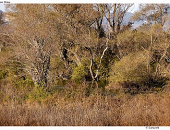 Capestrano_Navelli_20061107_034