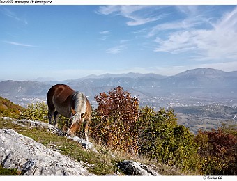 Aquila_20061029_078