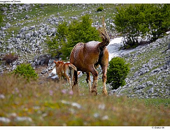 Velino_Sirente_20060523_023